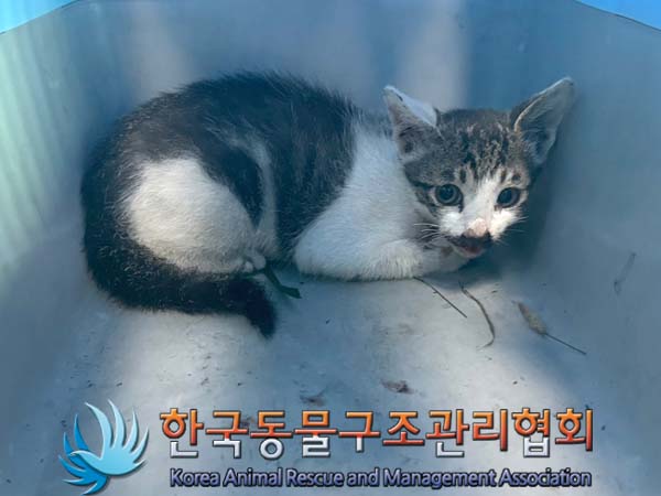 한국동물구조관리협회_411306202400591